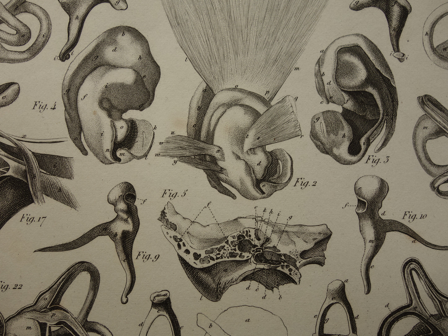 Oude anatomie prent over het menselijk oor 1849 originele antieke anatomische prent oren gehoor vintage illustratie
