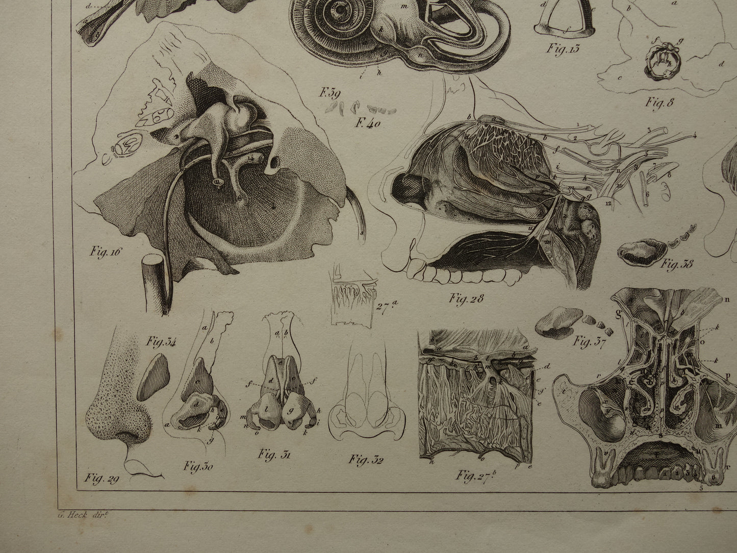 Oude anatomie prent over het menselijk oor 1849 originele antieke anatomische prent oren gehoor vintage illustratie