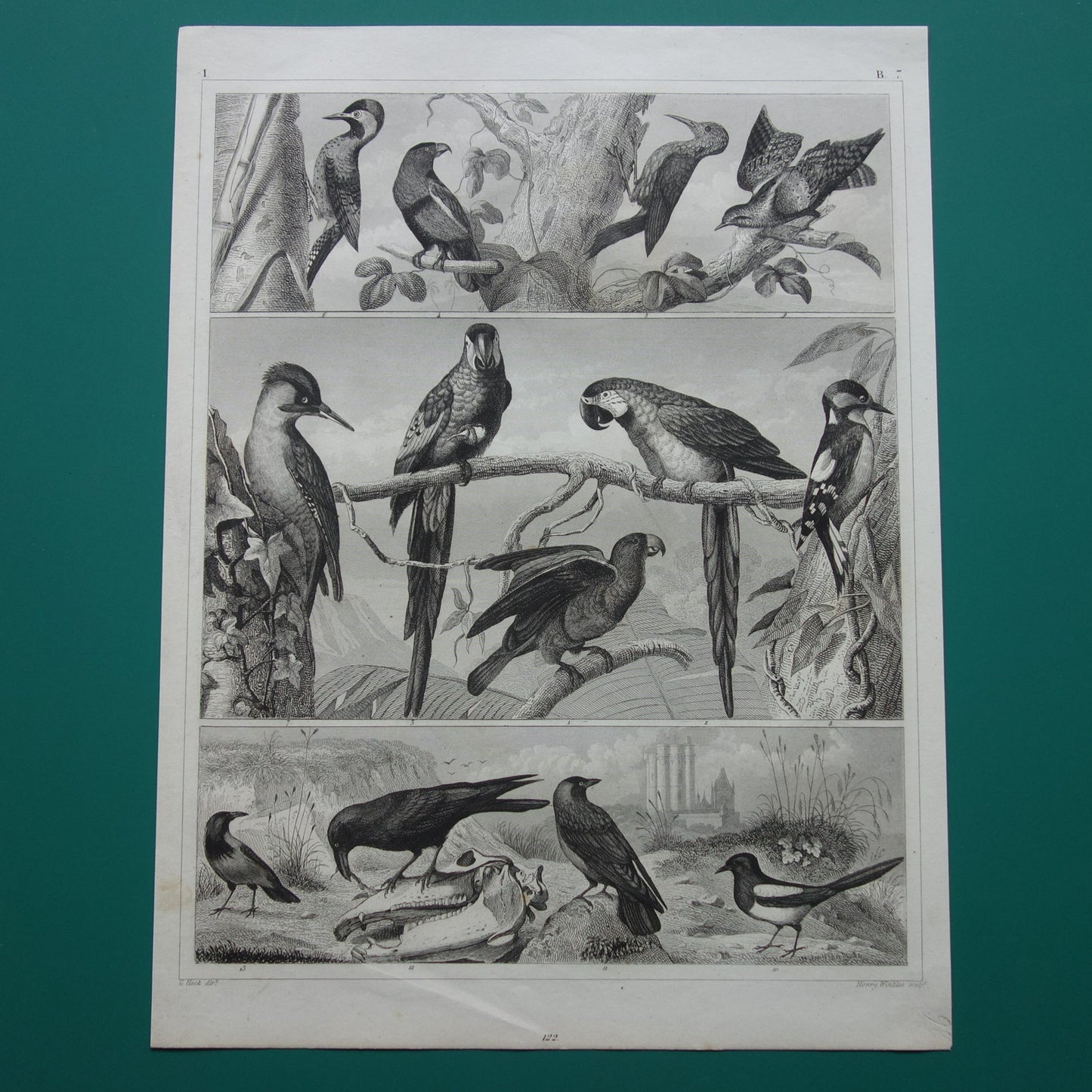 Antieke vogel prent van Papegaai Ara Specht - originele 170+ jaar oude illustratie Raaf Lori - vintage vogels afbeelding prints