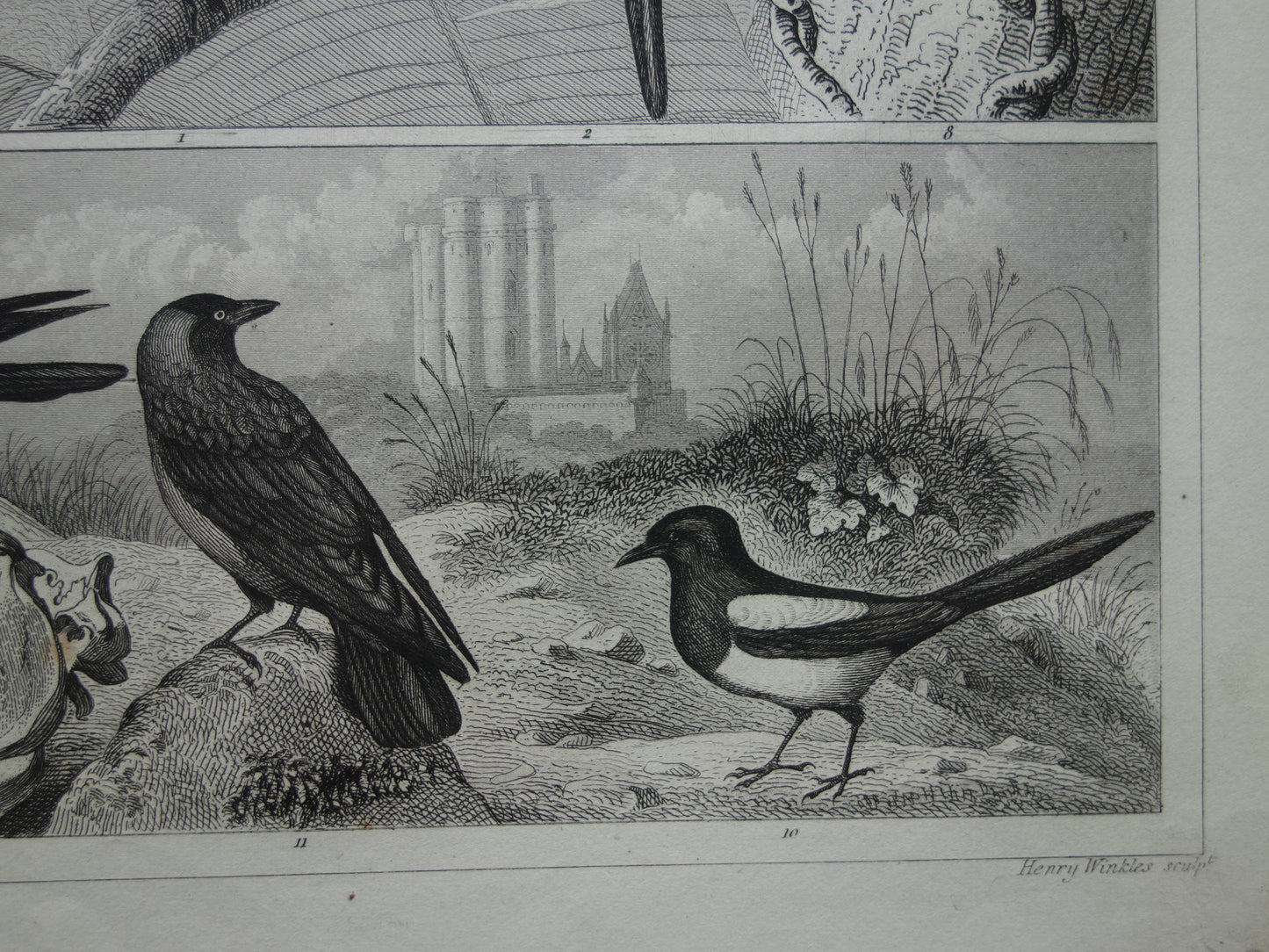 Antieke vogel prent van Papegaai Ara Specht - originele 170+ jaar oude illustratie Raaf Lori - vintage vogels afbeelding prints