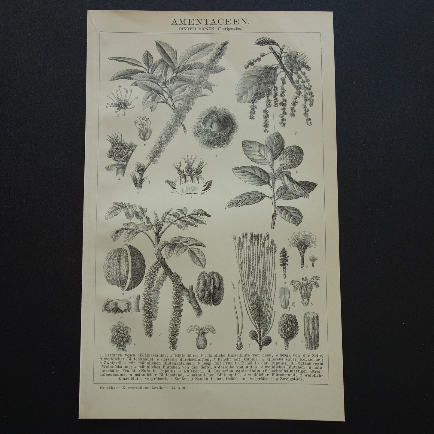 Oude Botanische Prent van Tamme Kastanje Kurkeik Notenboom Australische dennenboom Originele antieke illustratie vintage print