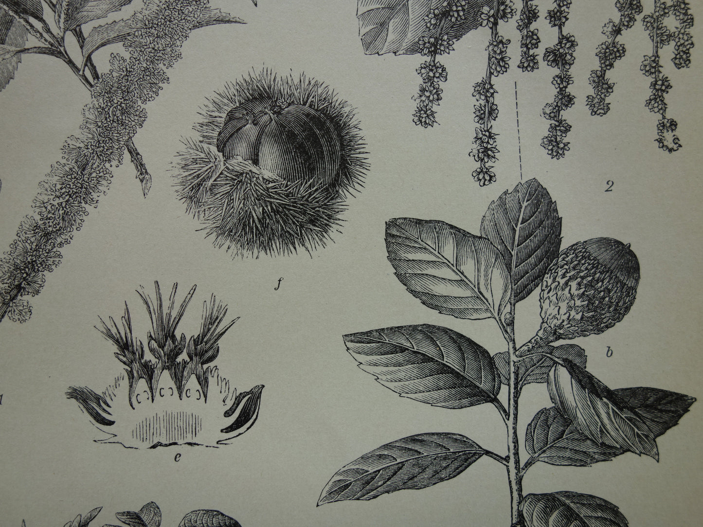 Oude Botanische Prent van Tamme Kastanje Kurkeik Notenboom Australische dennenboom Originele antieke illustratie vintage print