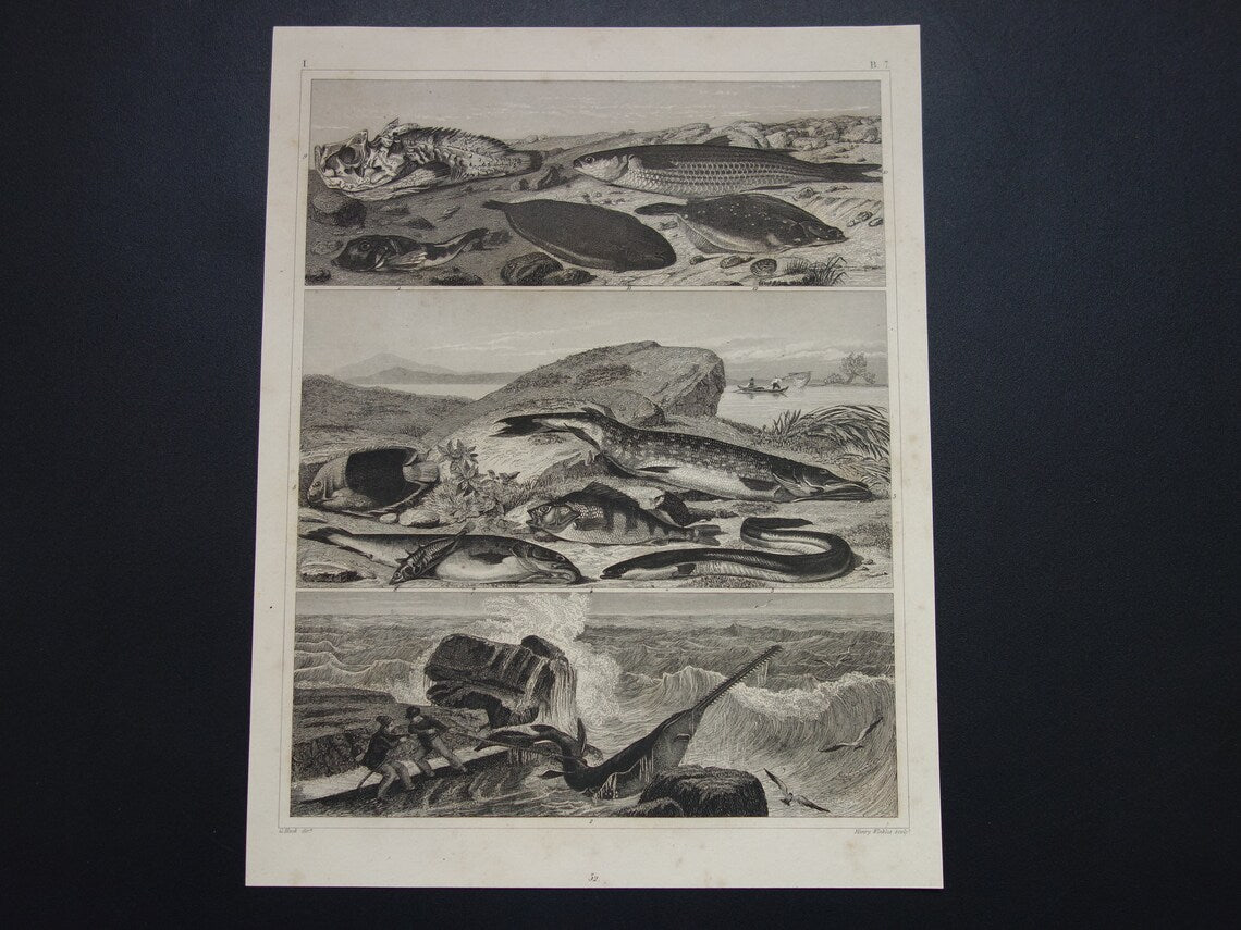 Zaagvis Oude prent vissen 1849 originele antieke gravure Snoek Paling Baars Bruine forel Tong vintage illustratie