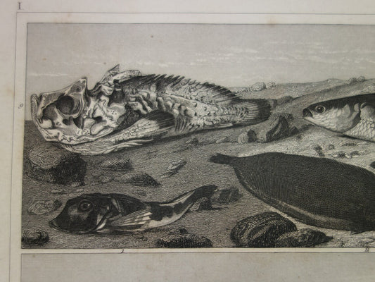 Zaagvis Oude prent vissen 1849 originele antieke gravure Snoek Paling Baars Bruine forel Tong vintage illustratie