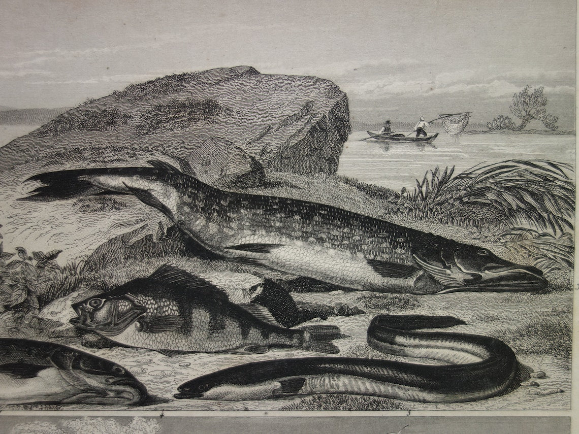 Zaagvis Oude prent vissen 1849 originele antieke gravure Snoek Paling Baars Bruine forel Tong vintage illustratie