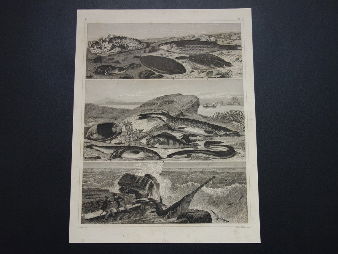 Zaagvis Oude prent vissen 1849 originele antieke gravure Snoek Paling Baars Bruine forel Tong vintage illustratie