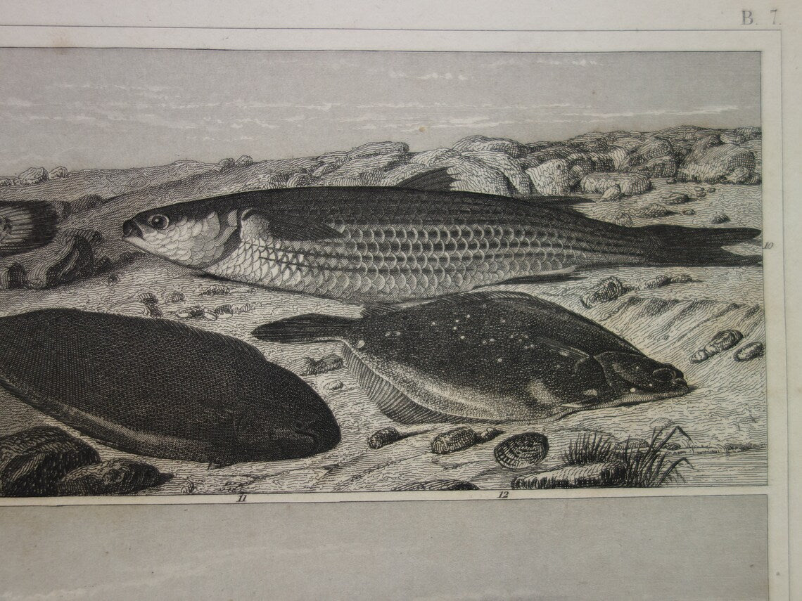 Zaagvis Oude prent vissen 1849 originele antieke gravure Snoek Paling Baars Bruine forel Tong vintage illustratie