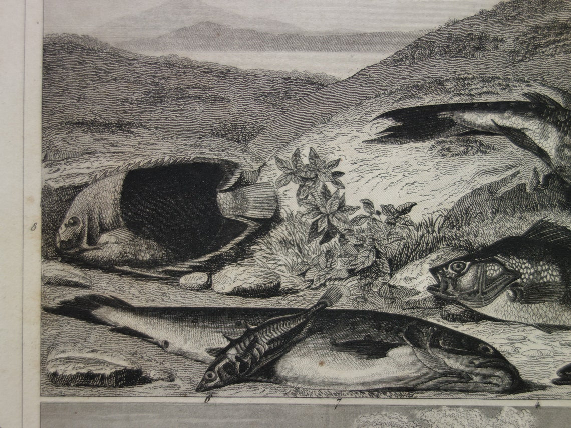 Zaagvis Oude prent vissen 1849 originele antieke gravure Snoek Paling Baars Bruine forel Tong vintage illustratie