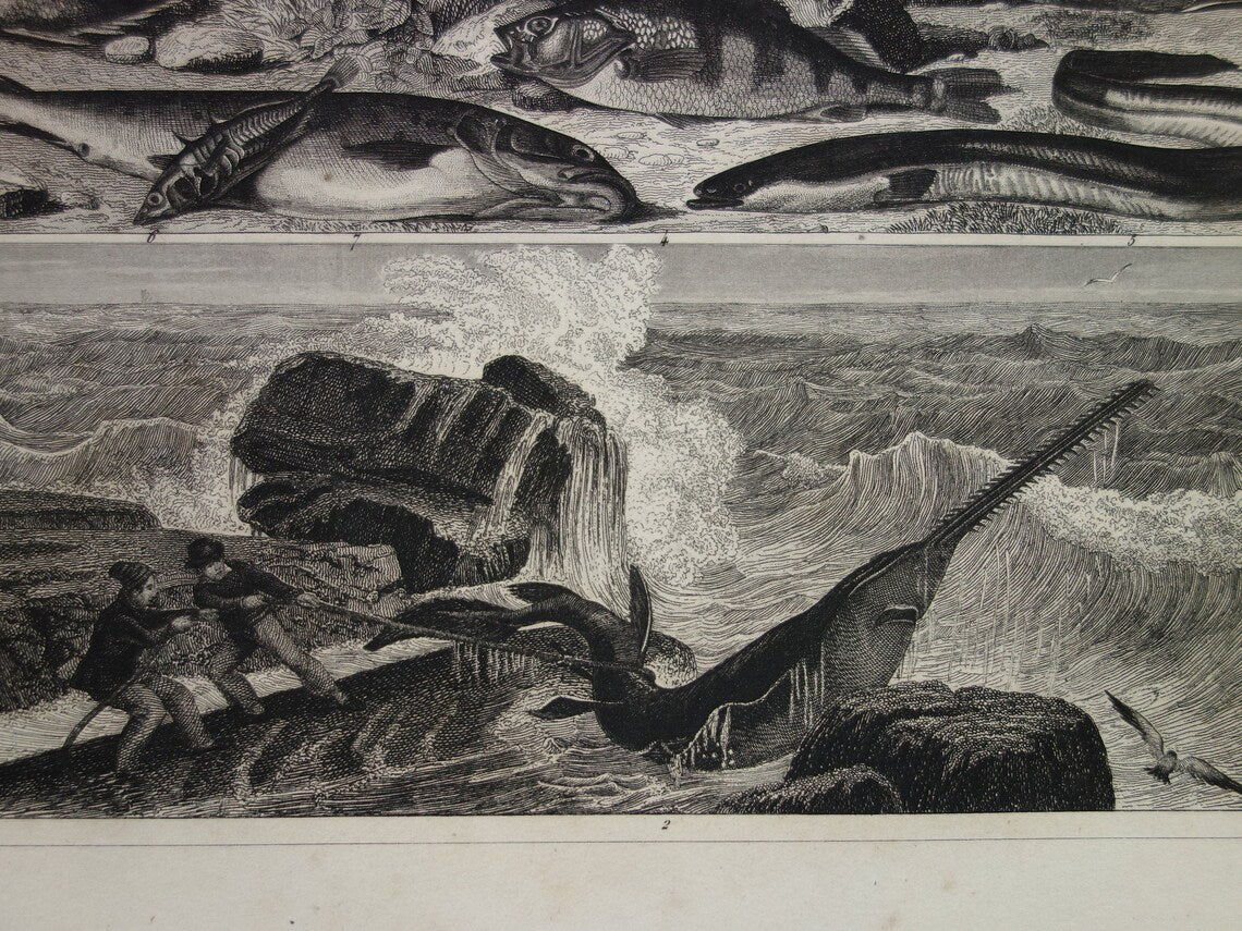 Zaagvis Oude prent vissen 1849 originele antieke gravure Snoek Paling Baars Bruine forel Tong vintage illustratie