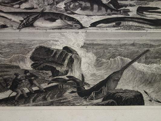 Zaagvis Oude prent vissen 1849 originele antieke gravure Snoek Paling Baars Bruine forel Tong vintage illustratie