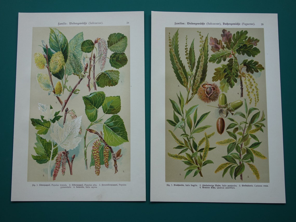 WILG KASTANJE POPULIER Oude botanische prent uit 1911 originele antieke illustratie set van twee prenten