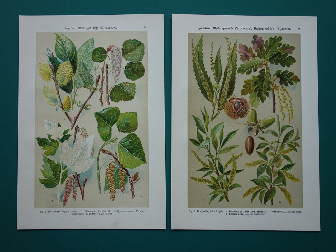 WILG KASTANJE POPULIER Oude botanische prent uit 1911 originele antieke illustratie set van twee prenten
