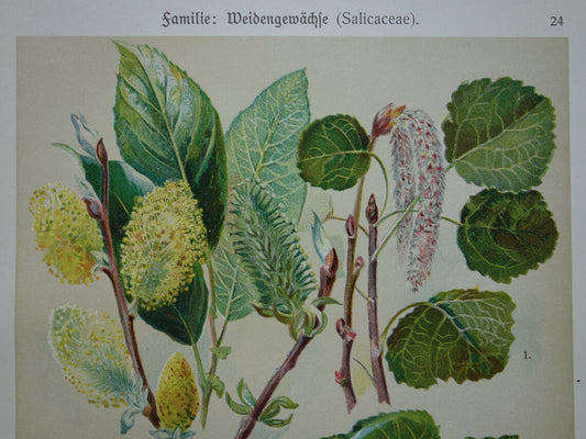 WILG KASTANJE POPULIER Oude botanische prent uit 1911 originele antieke illustratie set van twee prenten