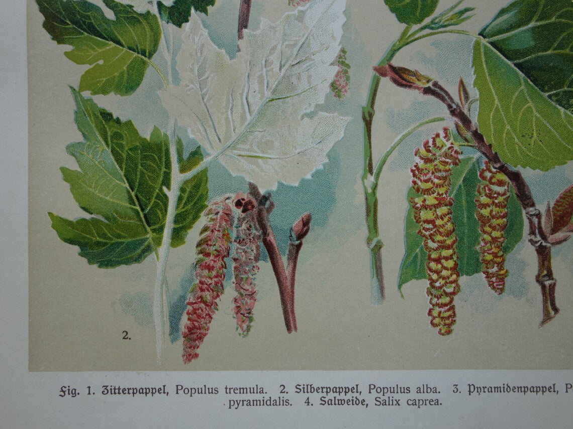 WILG KASTANJE POPULIER Oude botanische prent uit 1911 originele antieke illustratie set van twee prenten