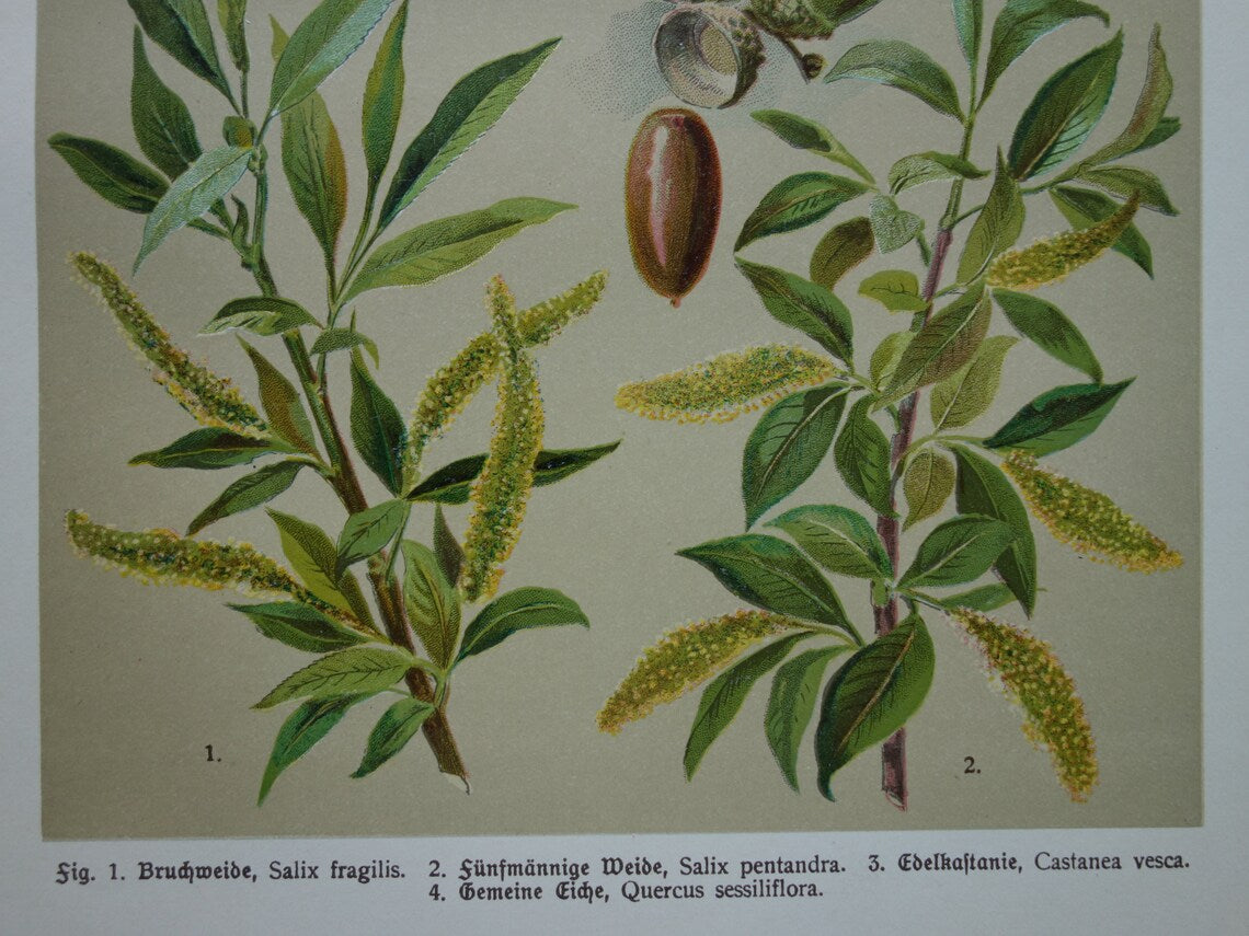 WILG KASTANJE POPULIER Oude botanische prent uit 1911 originele antieke illustratie set van twee prenten