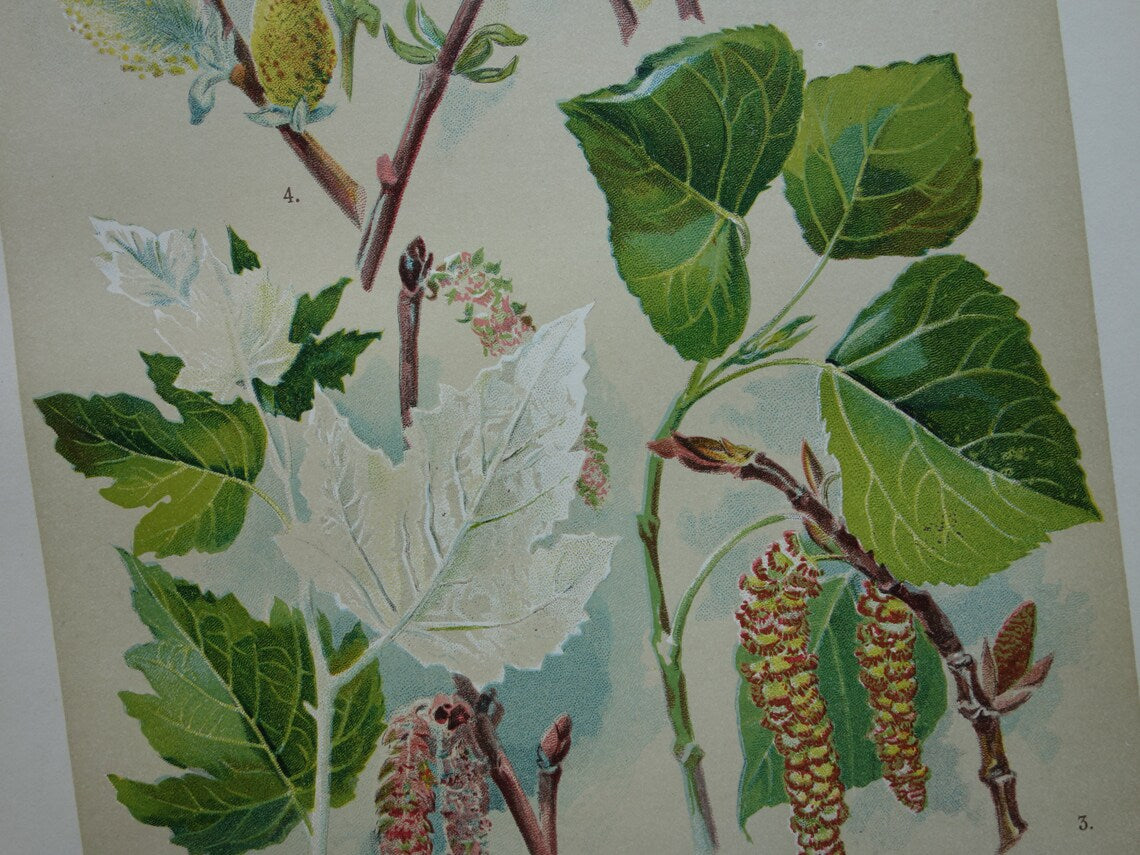 WILG KASTANJE POPULIER Oude botanische prent uit 1911 originele antieke illustratie set van twee prenten