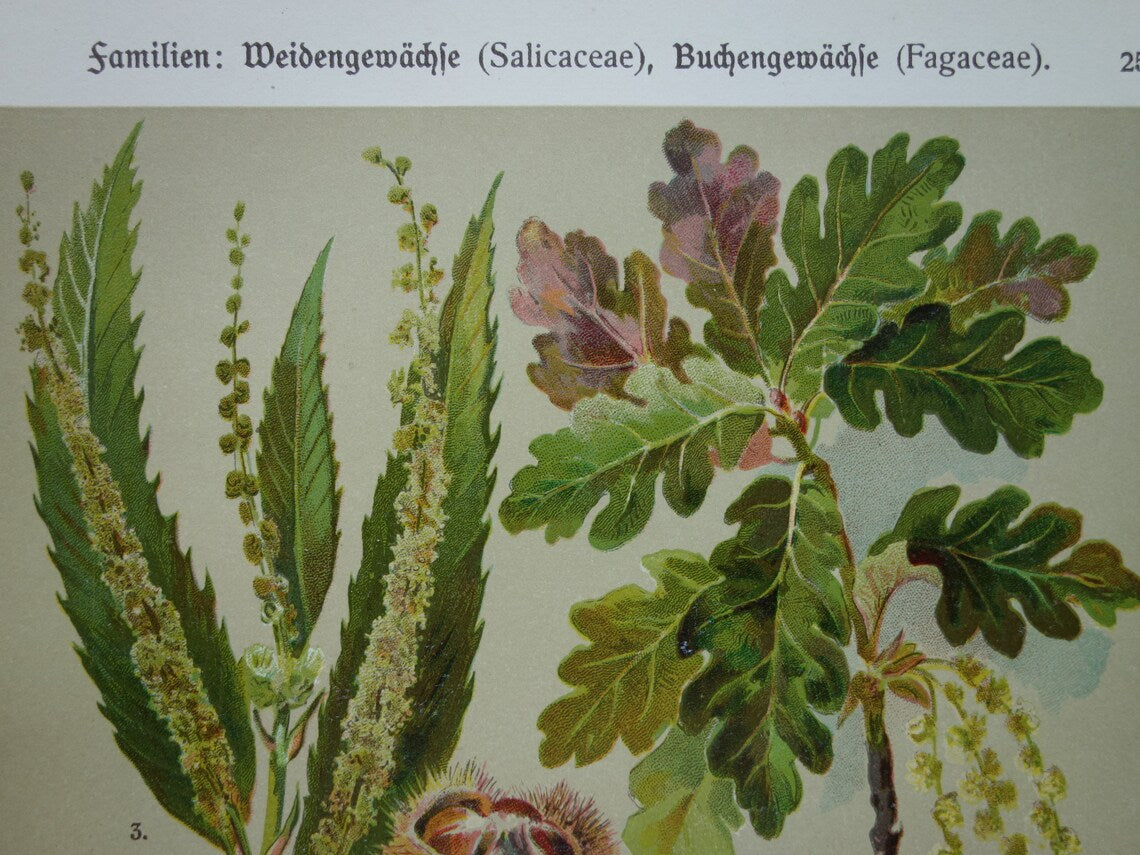 WILG KASTANJE POPULIER Oude botanische prent uit 1911 originele antieke illustratie set van twee prenten