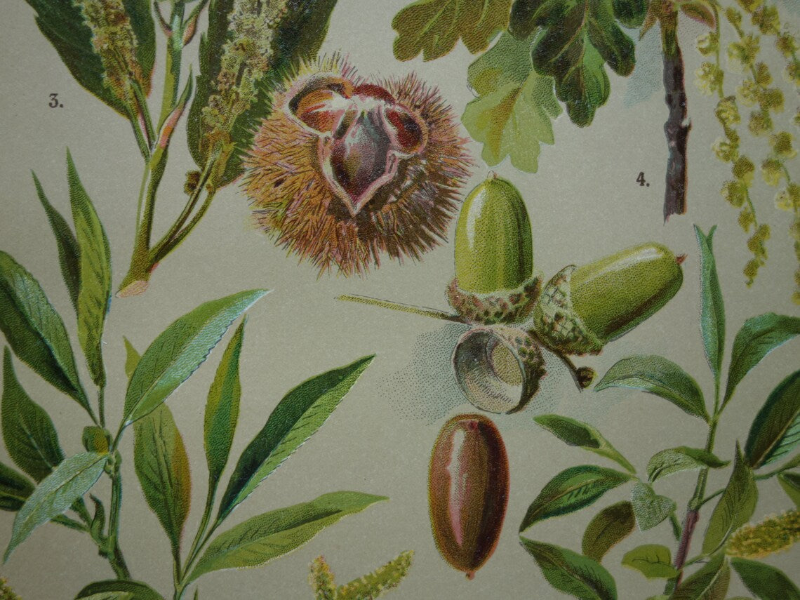 WILG KASTANJE POPULIER Oude botanische prent uit 1911 originele antieke illustratie set van twee prenten