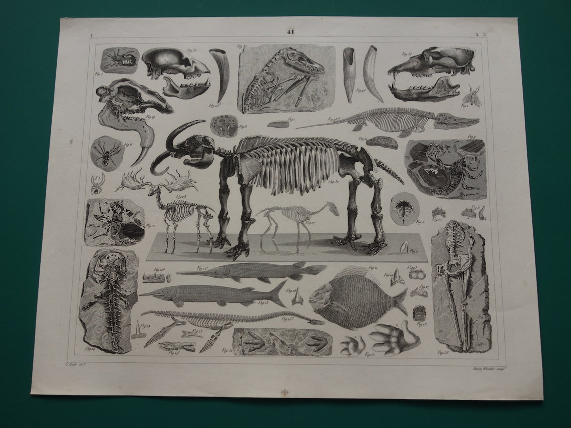 FOSSIELEN 175+ jaar oude prent van FOSSILIEN Antieke prent Origineel meer dan 175 jaar oud Afbeeldingen van Vissen Missouri Leviathan Ierse Eland Vintage Fossiel Illustratie Gravure Prints
