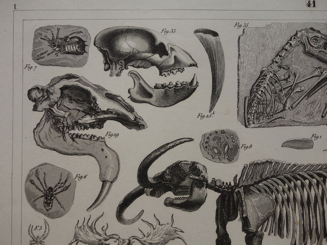 FOSSIELEN 175+ jaar oude prent van FOSSILIEN Antieke prent Origineel meer dan 175 jaar oud Afbeeldingen van Vissen Missouri Leviathan Ierse Eland Vintage Fossiel Illustratie Gravure Prints