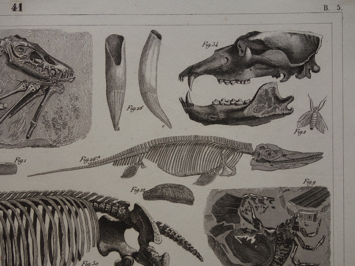 FOSSIELEN 175+ jaar oude prent van FOSSILIEN Antieke prent Origineel meer dan 175 jaar oud Afbeeldingen van Vissen Missouri Leviathan Ierse Eland Vintage Fossiel Illustratie Gravure Prints