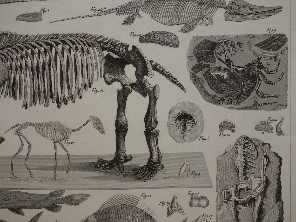 FOSSIELEN 175+ jaar oude prent van FOSSILIEN Antieke prent Origineel meer dan 175 jaar oud Afbeeldingen van Vissen Missouri Leviathan Ierse Eland Vintage Fossiel Illustratie Gravure Prints