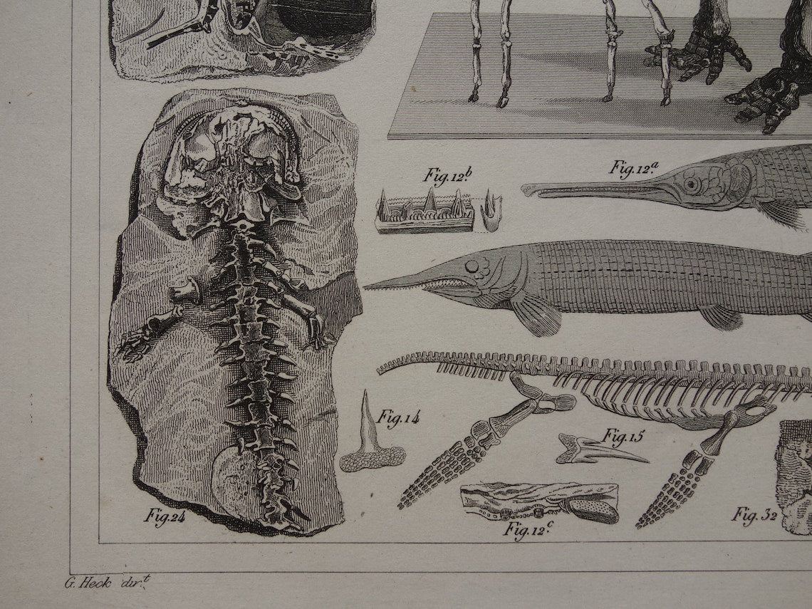 FOSSIELEN 175+ jaar oude prent van FOSSILIEN Antieke prent Origineel meer dan 175 jaar oud Afbeeldingen van Vissen Missouri Leviathan Ierse Eland Vintage Fossiel Illustratie Gravure Prints