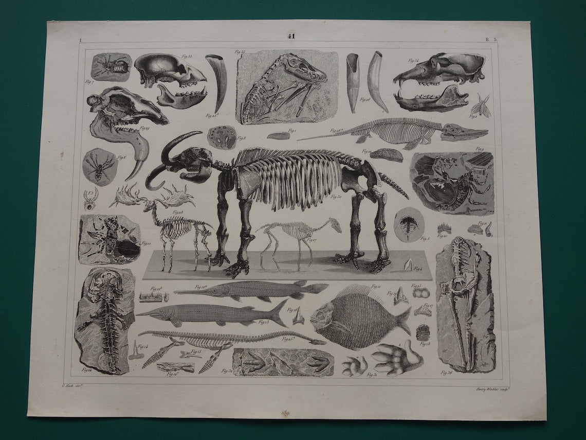 FOSSIELEN 175+ jaar oude prent van FOSSILIEN Antieke prent Origineel meer dan 175 jaar oud Afbeeldingen van Vissen Missouri Leviathan Ierse Eland Vintage Fossiel Illustratie Gravure Prints
