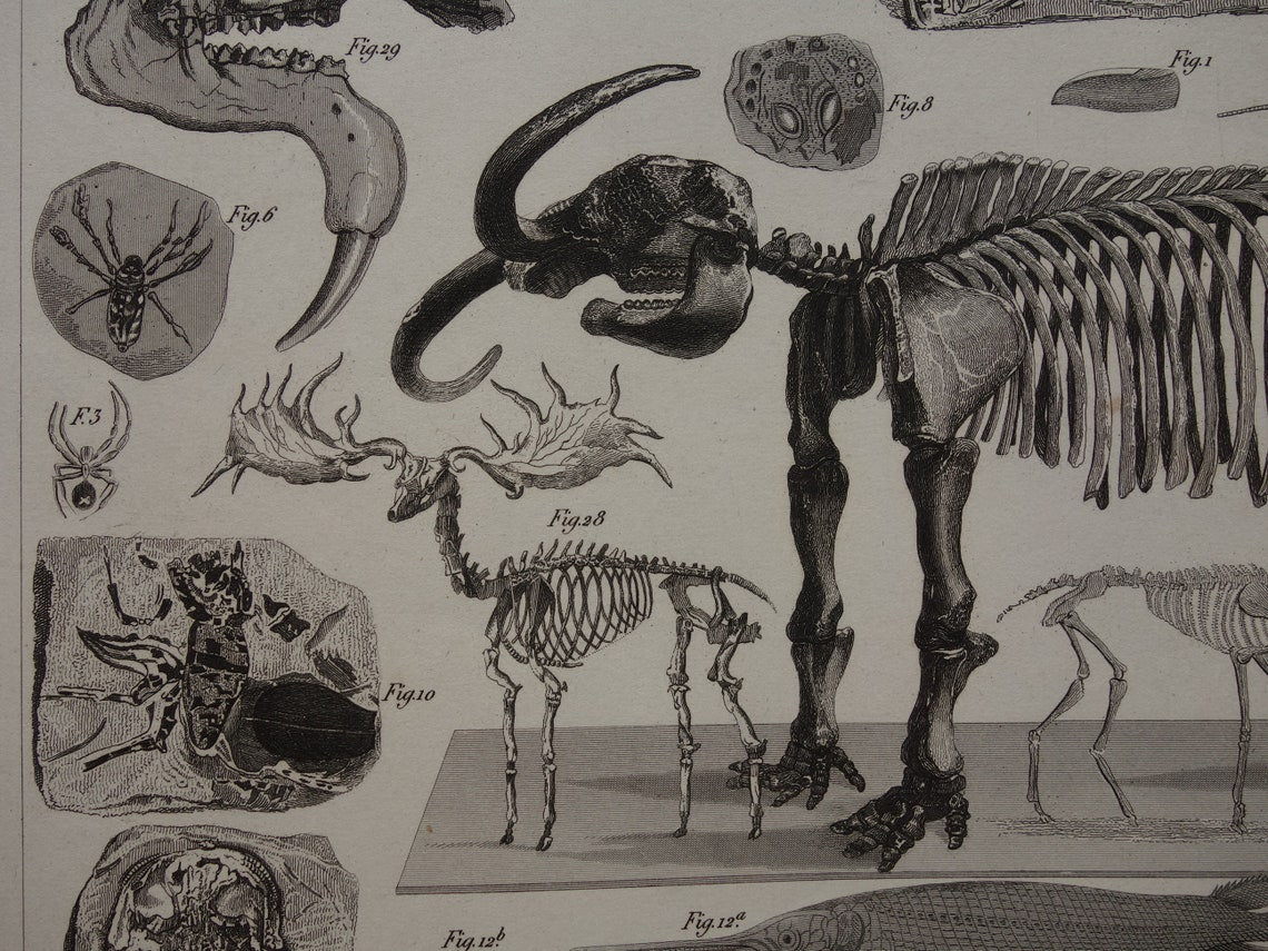 FOSSIELEN 175+ jaar oude prent van FOSSILIEN Antieke prent Origineel meer dan 175 jaar oud Afbeeldingen van Vissen Missouri Leviathan Ierse Eland Vintage Fossiel Illustratie Gravure Prints