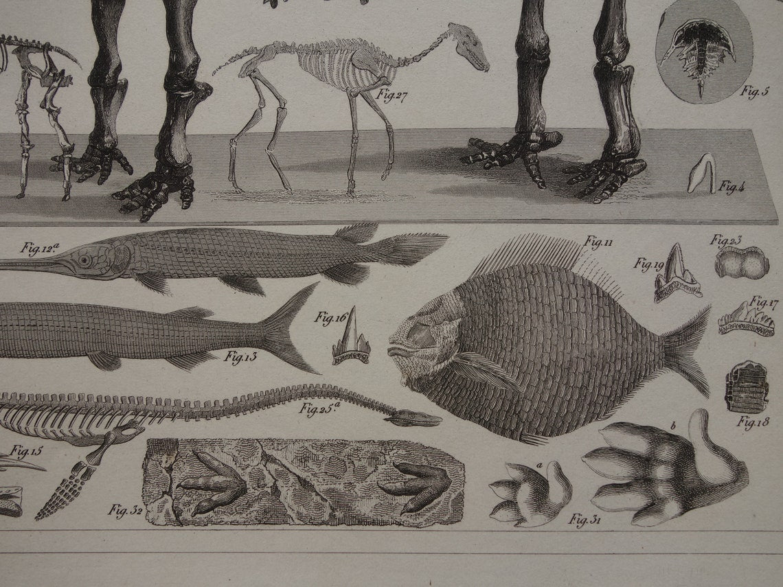 FOSSIELEN 175+ jaar oude prent van FOSSILIEN Antieke prent Origineel meer dan 175 jaar oud Afbeeldingen van Vissen Missouri Leviathan Ierse Eland Vintage Fossiel Illustratie Gravure Prints