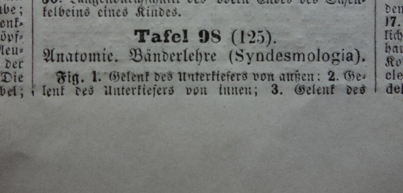 Oude Anatomie Prent Spieren van de Mens Originele 175+ jaar oude Illustratie Vintage Anatomische Prenten