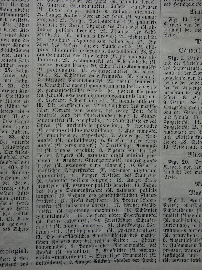 Oude Anatomie Prent Spieren van de Mens Originele 175+ jaar oude Illustratie Vintage Anatomische Prenten