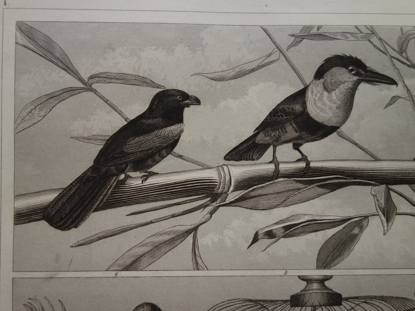 Antieke vogel prent van klimvogels originele 170+ jaar oude illustratie Toekan vintage vogels afbeelding prints