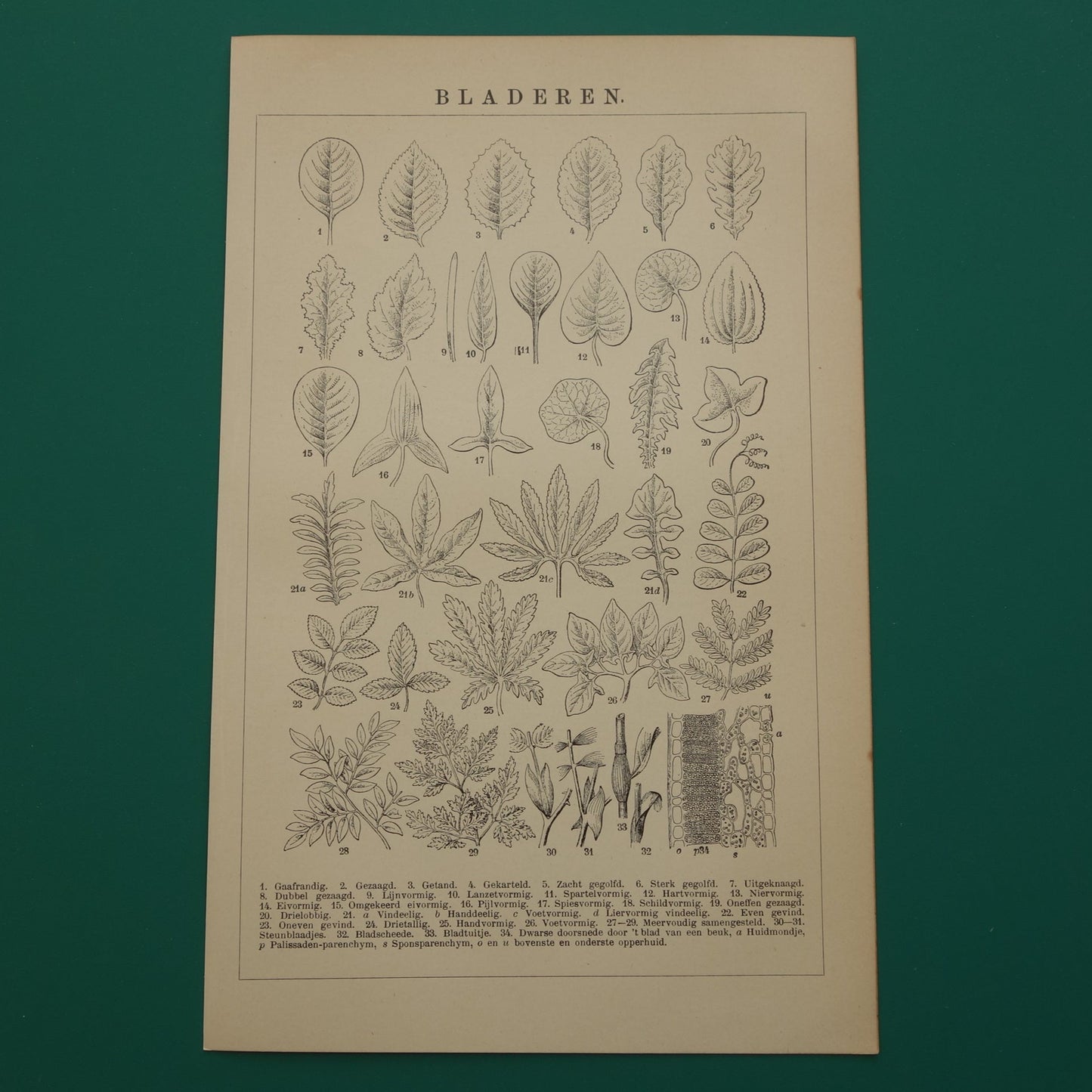 BLADEREN oude botanische prent uit het jaar 1906 originele antieke Blad Bloemblad Bladvormen illustratie print