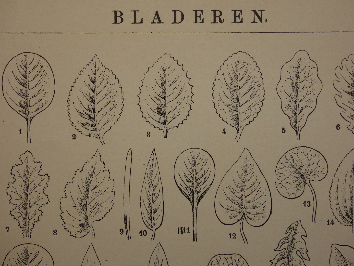 BLADEREN oude botanische prent uit het jaar 1906 originele antieke Blad Bloemblad Bladvormen illustratie print