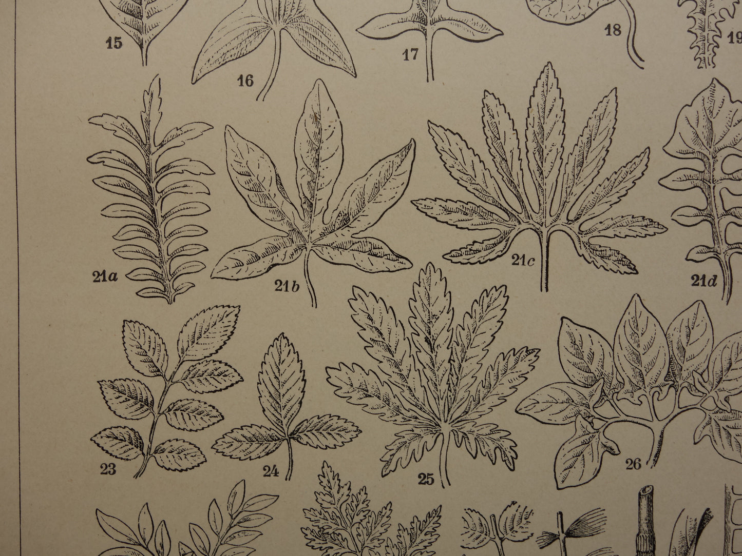 BLADEREN oude botanische prent uit het jaar 1906 originele antieke Blad Bloemblad Bladvormen illustratie print