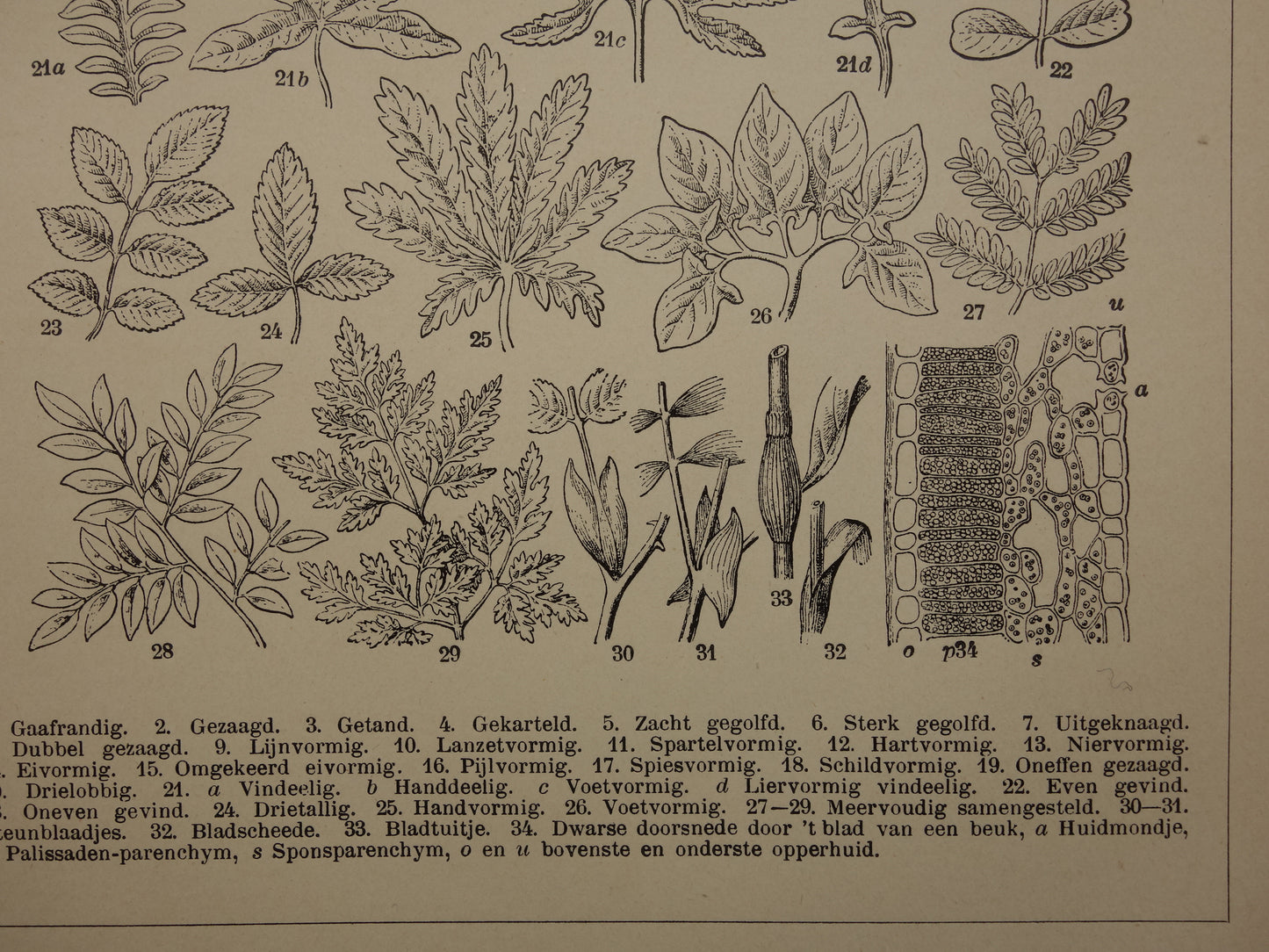 BLADEREN oude botanische prent uit het jaar 1906 originele antieke Blad Bloemblad Bladvormen illustratie print