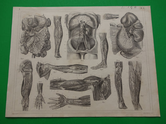 Oude Anatomische Prent Originele antieke anatomie illustratie vintage print van Bloedvaten Slagaders
