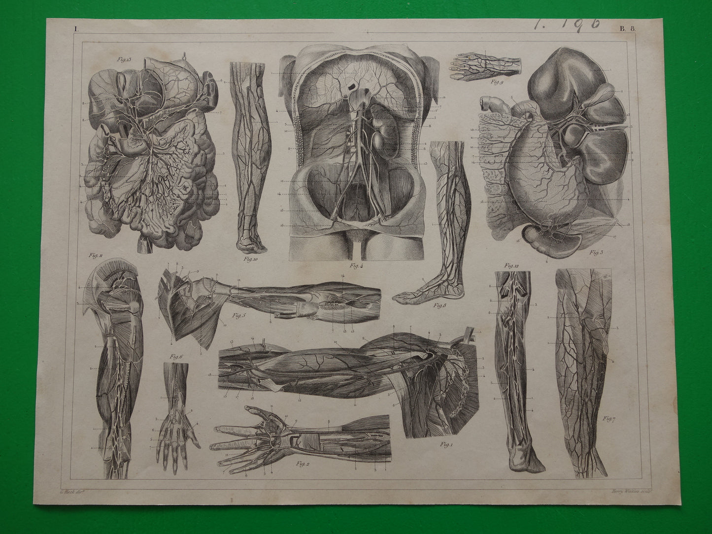 antieke anatomie prent kopen