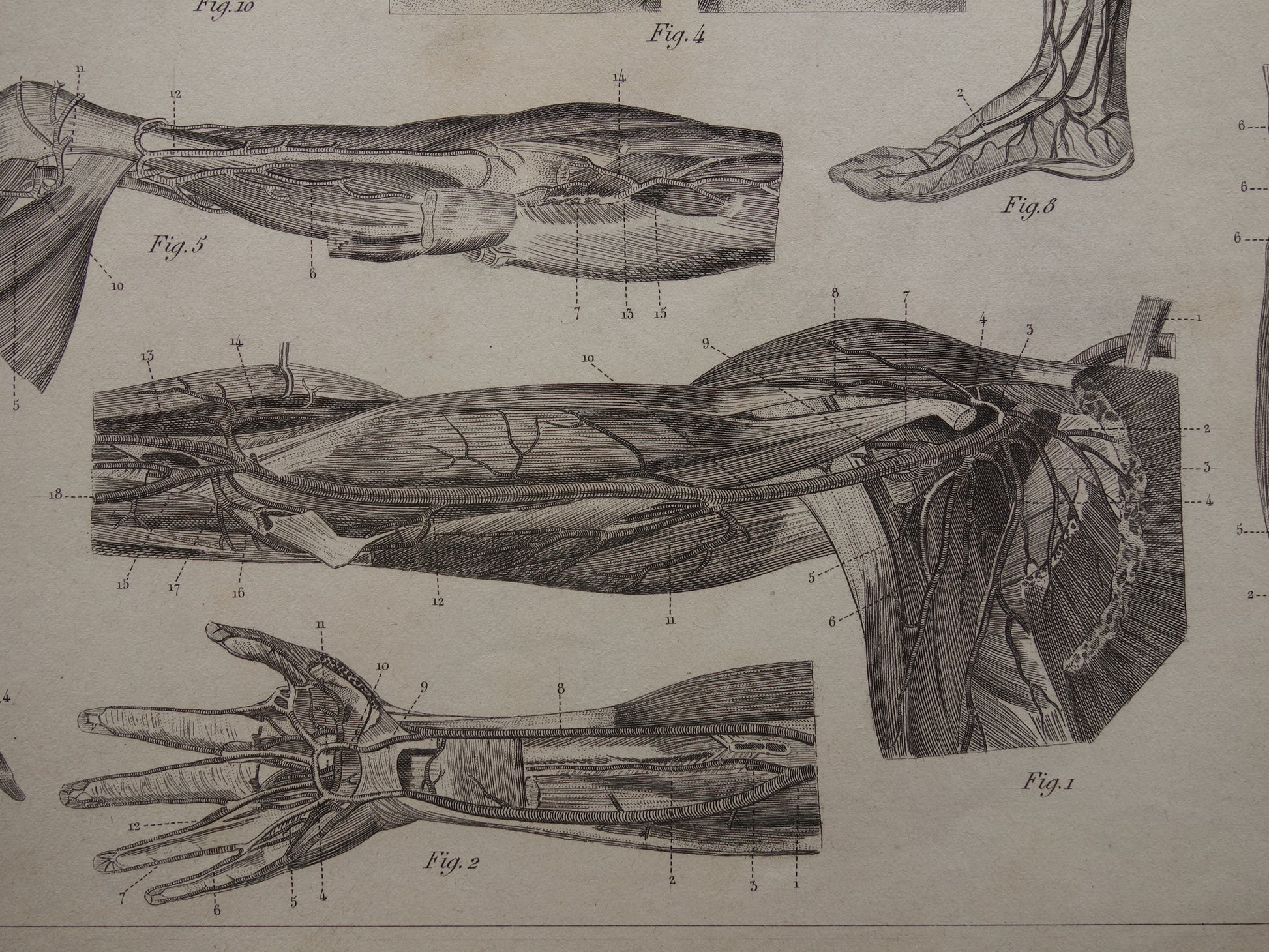 originele anatomische prenten kopen