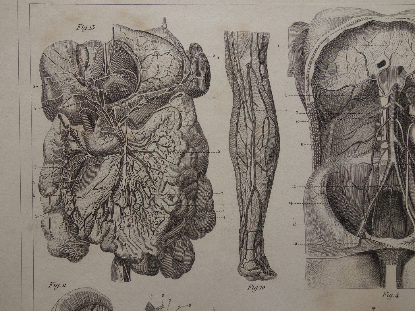 Oude Anatomische Prent Originele antieke anatomie illustratie angiologie vintage print van Bloedvaten Slagaders