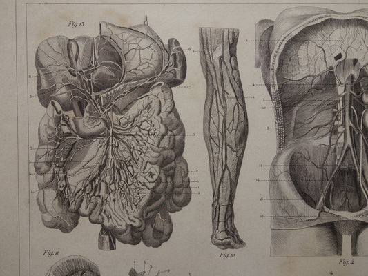 Oude Anatomische Prent Originele antieke anatomie illustratie angiologie vintage print van Bloedvaten Slagaders