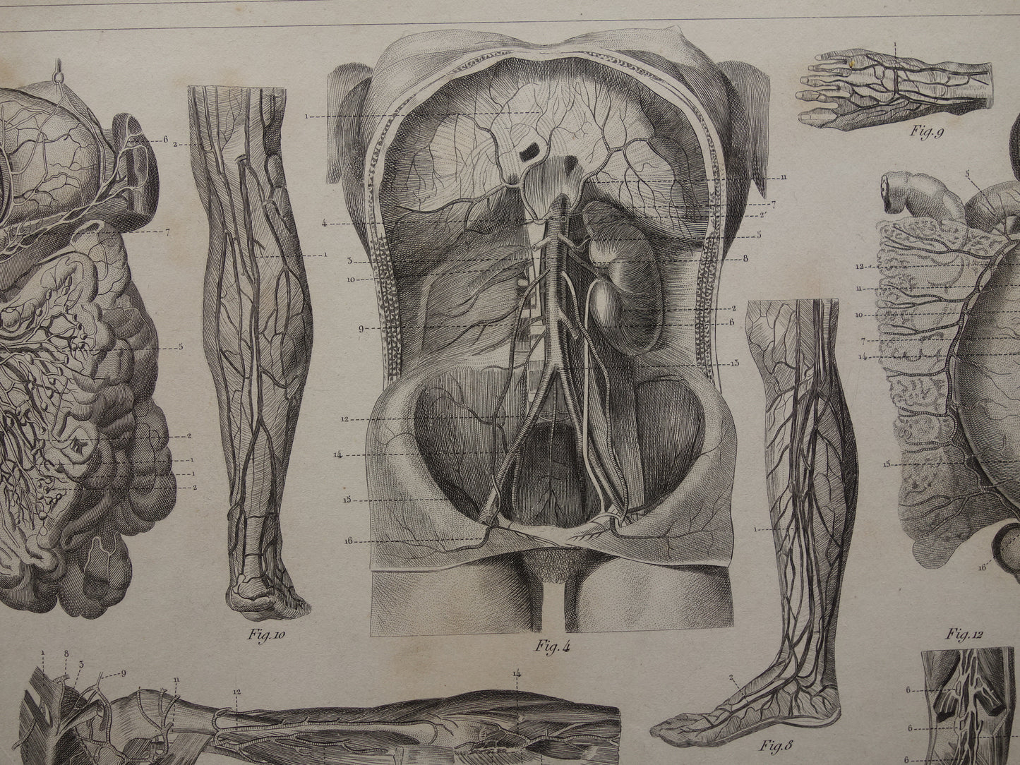 bloedvaten van de mens oude anatomie prent poster