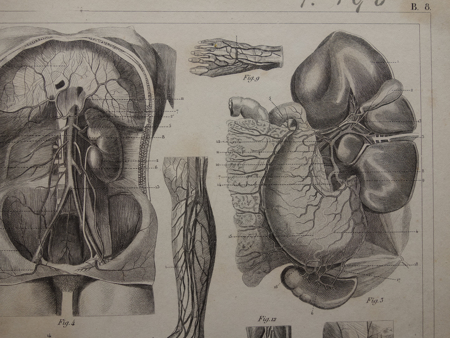 Oude Anatomische Prent Originele antieke anatomie illustratie angiologie vintage print van Bloedvaten Slagaders