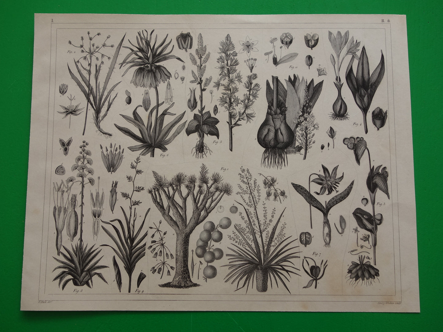 Antieke Botanische Prent van Kokospalm Originele oude illustratie Klapperboom Kokosboom vintage print kokosnoot