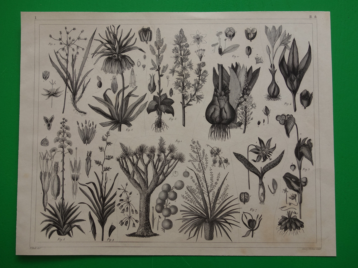 Antieke Botanische Prent van Kokospalm Originele oude illustratie Klapperboom Kokosboom vintage print kokosnoot