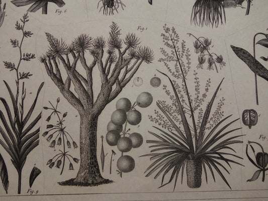 Antieke Botanische Prent van Kokospalm Originele oude illustratie Klapperboom Kokosboom vintage print kokosnoot