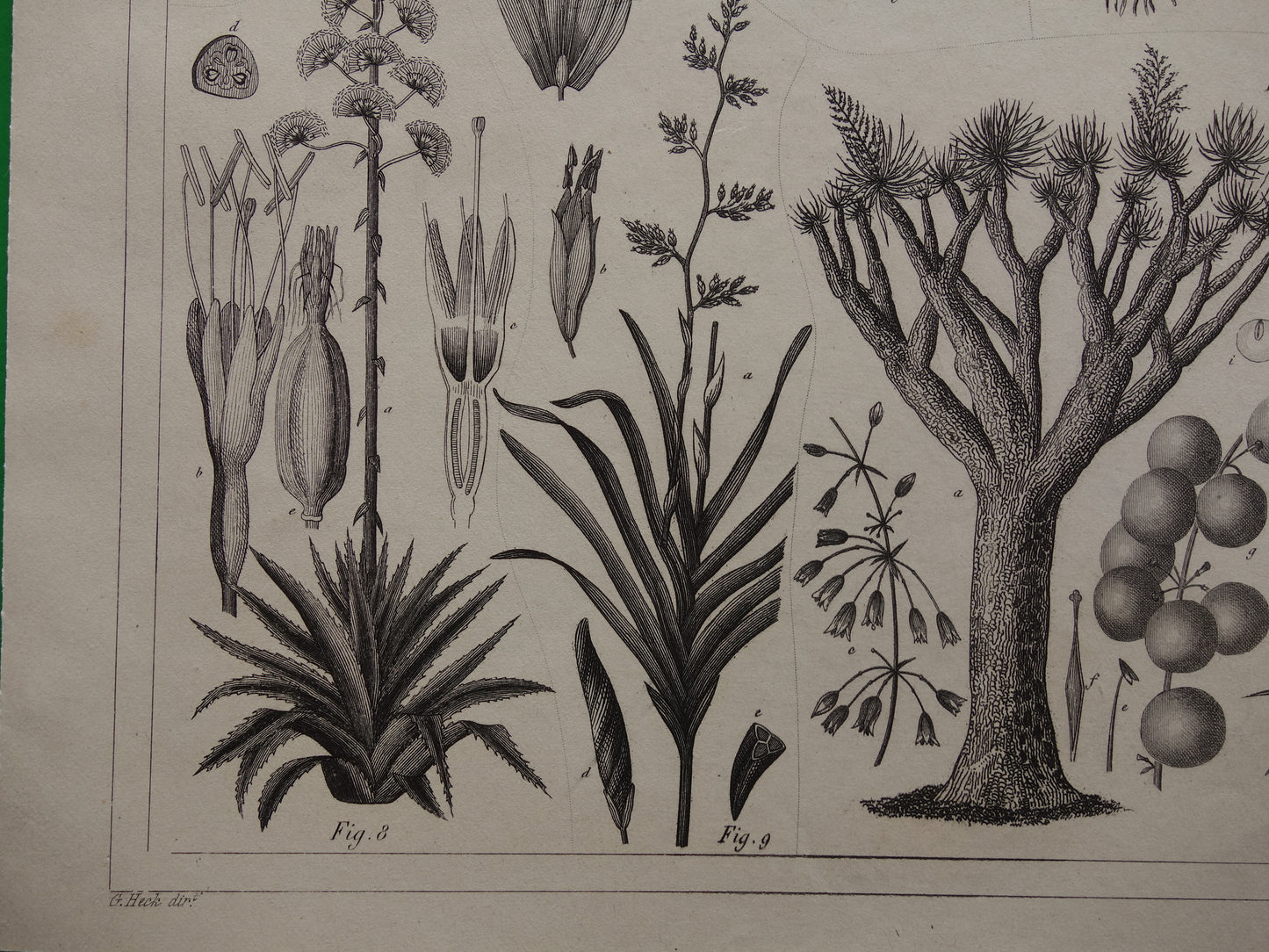 Antieke Botanische Prent van Kokospalm Originele oude illustratie Klapperboom Kokosboom vintage print kokosnoot