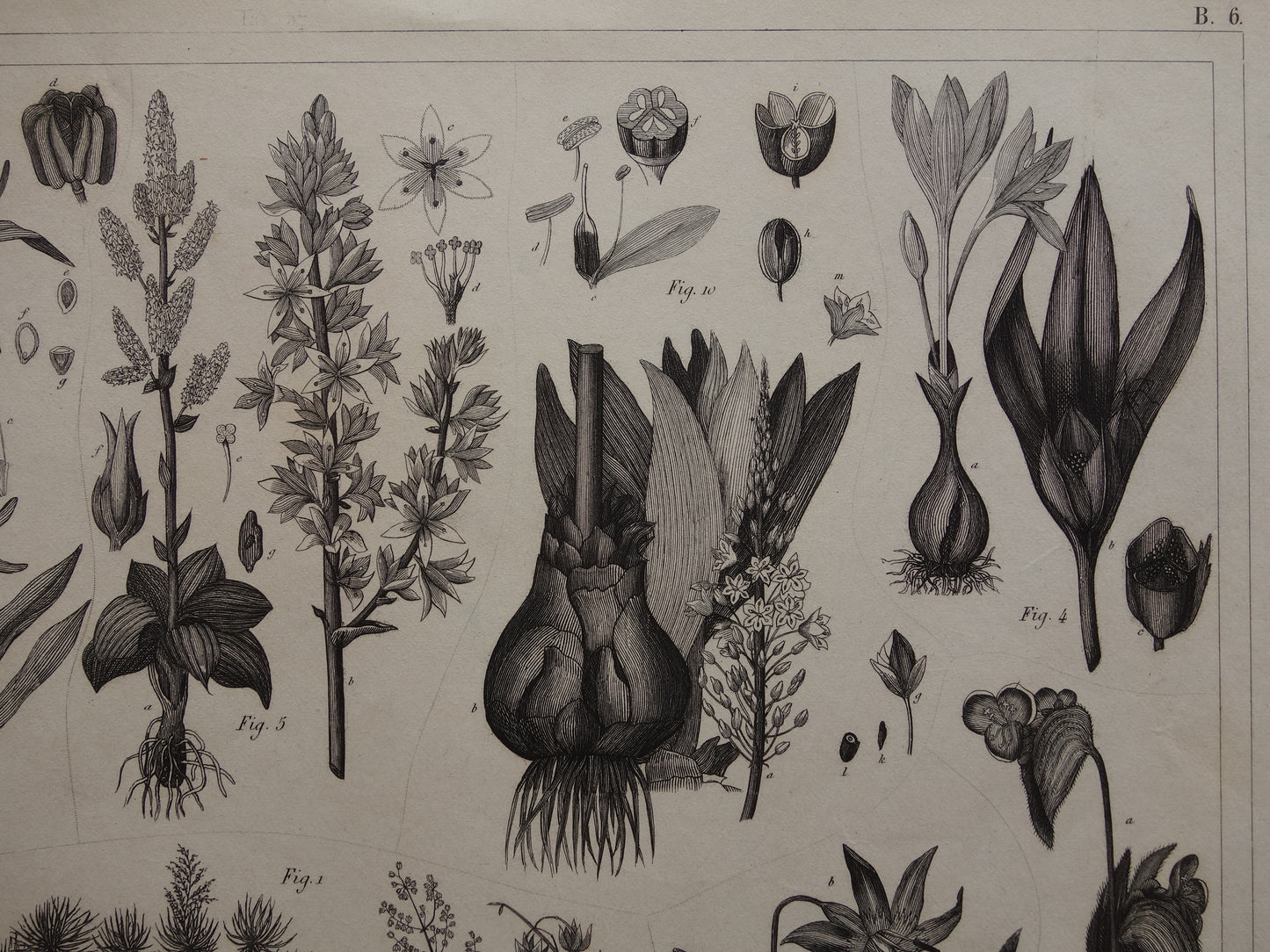 Antieke Botanische Prent van Kokospalm Originele oude illustratie Klapperboom Kokosboom vintage print kokosnoot