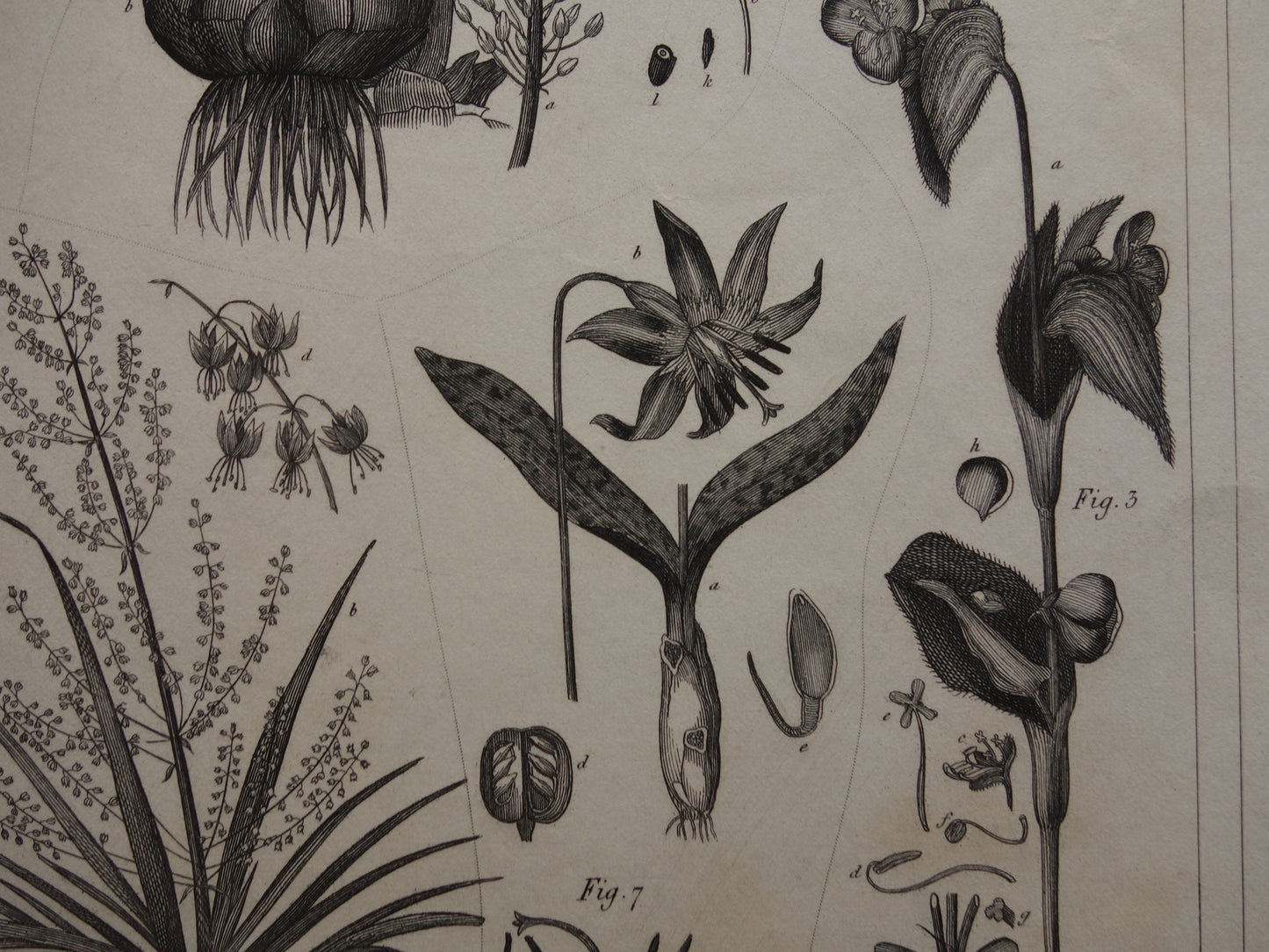 Antieke Botanische Prent van Kokospalm Originele oude illustratie Klapperboom Kokosboom vintage print kokosnoot